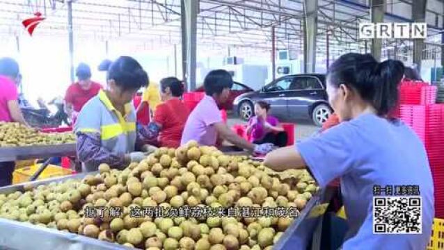 为群众办实事:全省首批出口鲜荔枝从湛江通关出口北美