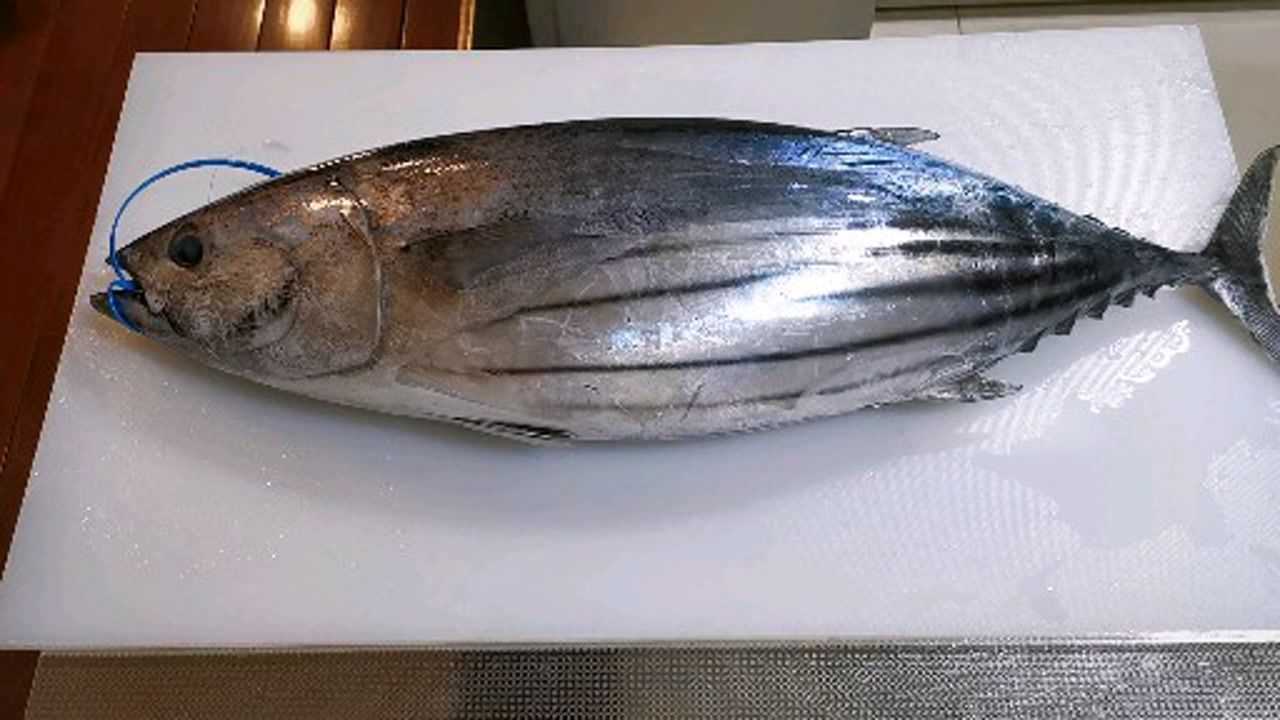 东沙群岛海钓14斤西瓜皮分解,一镜到底(带讲解)