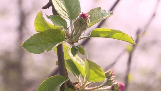 果业技术大讲堂:花期授粉和花前复剪技术要点