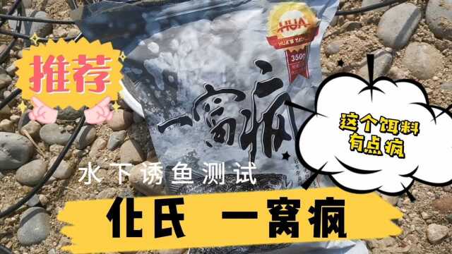 化氏一窝疯饵料水下测试,利用水下镜头拍摄饵料真实的诱鱼效果