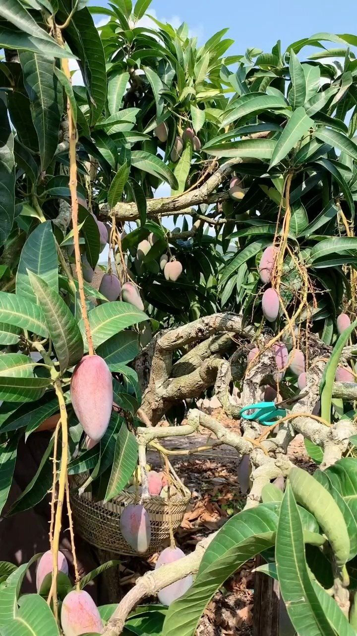 何为贵妃,当然是不是一般人能吃到的,这个季节的树上熟贵妃芒是最好吃