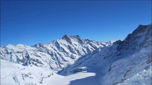 北美落基山脉地区神奇的“吃雪者”