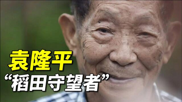 第五代嫡系水稻“超优千号”,刷新亩产新纪录,袁隆平贡献有多大