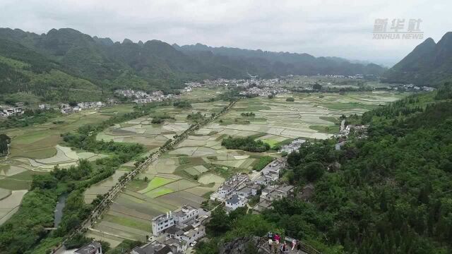 贵州兴义:万峰林下插秧忙 稻田风景别样美