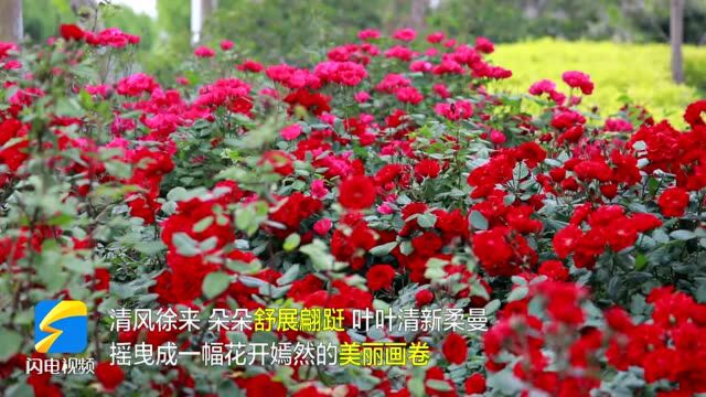 【夏日美景】东营利津:蔷薇花开次第深 纤柔红韵暗香来