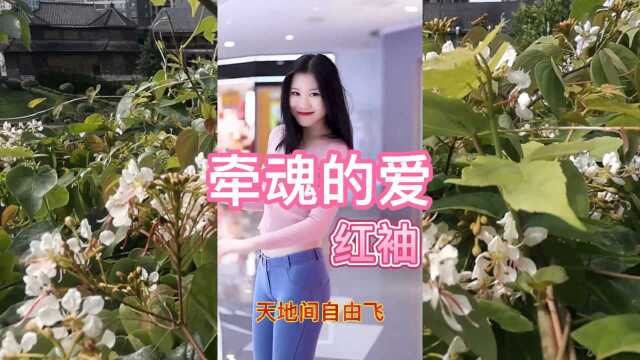 音乐欣赏,牵魂的爱