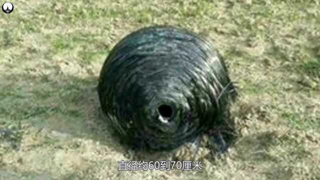 西班牙发现奇怪椭圆物体,来自外太空,它究竟会是什么?