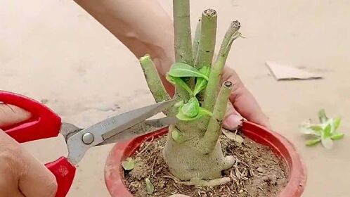 扦插沙漠玫瑰嫁接长寿花都要用到同一种蔬菜土豆而且操作难度大成活率