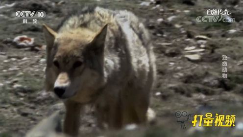 在喜马拉雅山上，一头藏狼正在狩猎，其目标是岩羊
