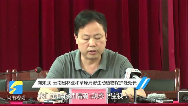 15头象持续在玉溪市易门县活动 云南将适量投食引导其返回栖息地