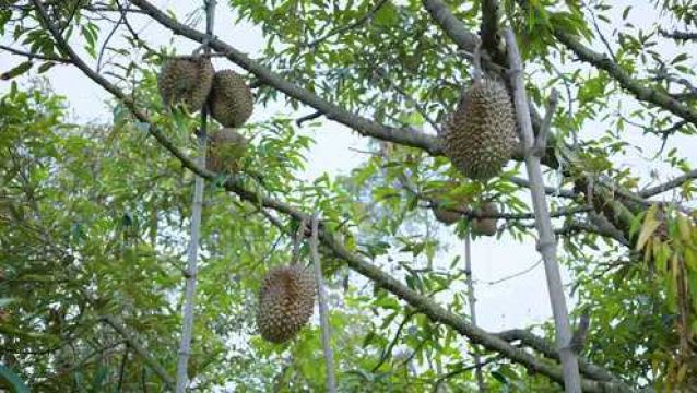 吃过很多榴莲却不知道榴莲树长什么样,今天带大家认识一下