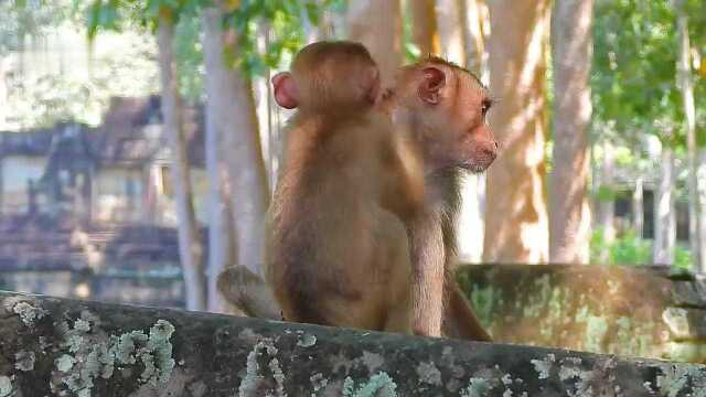 可怜的猴子索克好久没吃东西了,它并没有从家人那里得到温暖