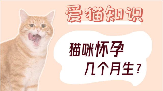 猫咪怀孕几个月生?