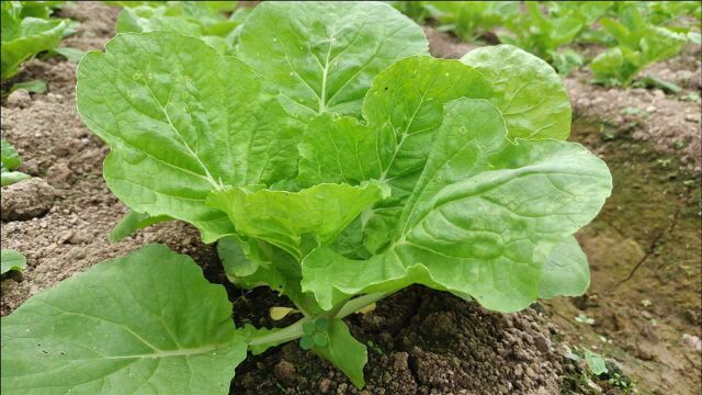 种植白菜用这方法喷洒,产量翻倍还没病虫,一起学习下