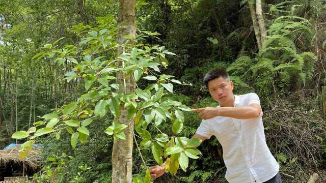 农村珍贵又稀少的“半枫荷”,估计很多人都不认识,拍给大家看看