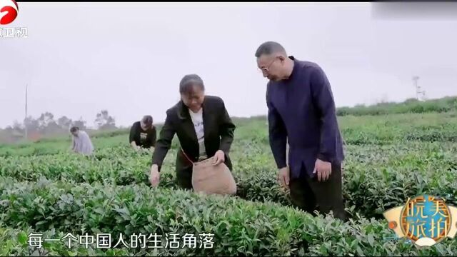 中国10大名茶之一,六安瓜片的名字,为啥这么奇怪