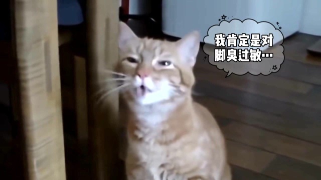 猫咪打喷嚏集锦,笑到停不下来!