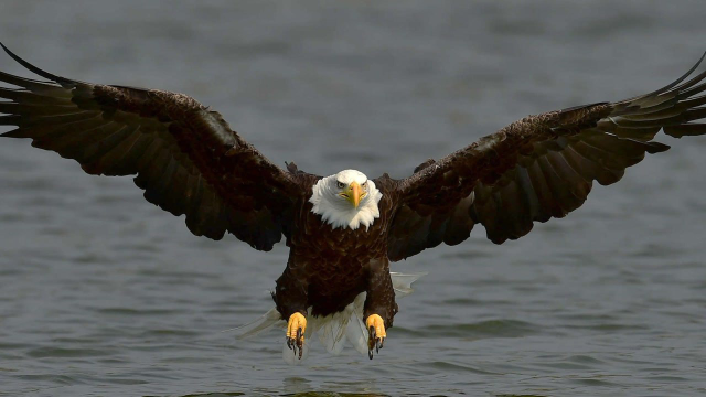 美國國鳥的白頭海雕表面上很神奇叫聲卻是別的鳥聲配的