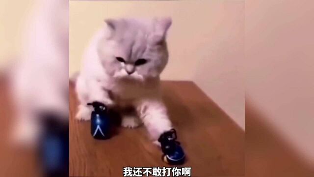 狗子搞笑高光时刻!二哈:狗生巅峰啊!继续,不要停!