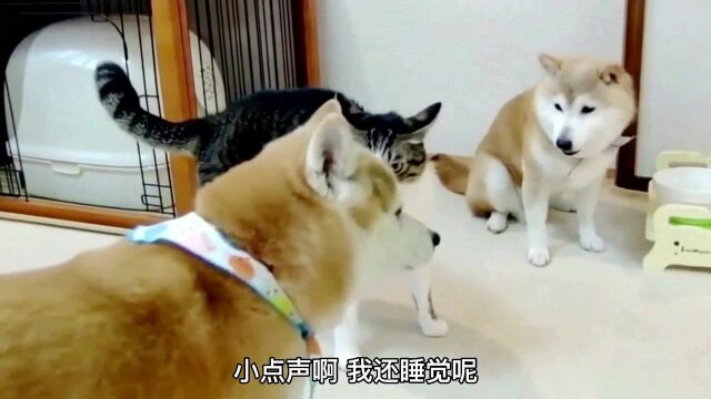 狸猫:来帮手了,看来情况不妙,还是赶紧跑吧 !