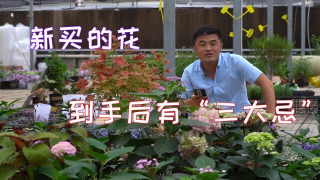 新买的花到手后有“三大忌”.把握好这三点,新花养护不再难.