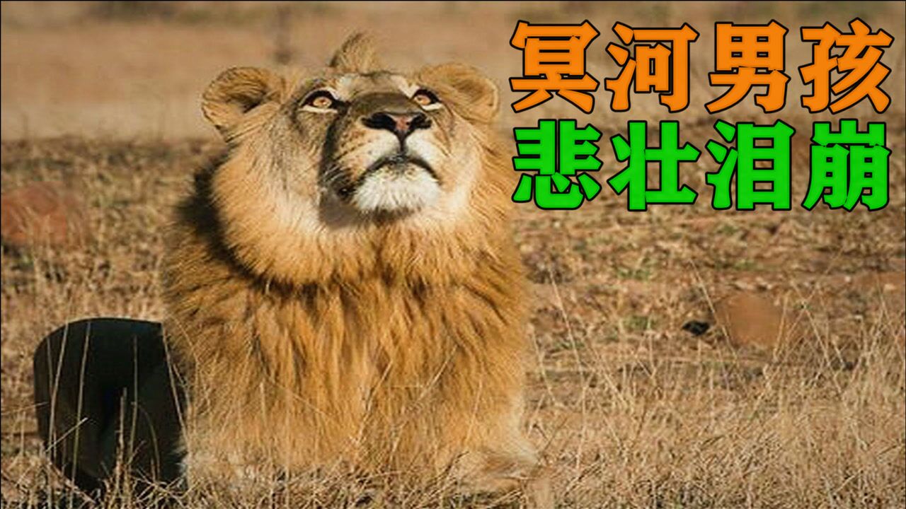 冥河男孩,一头悲壮得让无数人泪崩的雄狮!