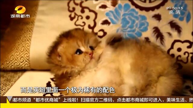 “土豪金”英短金渐层 “招财猫”的原型竟是这种小懒猫