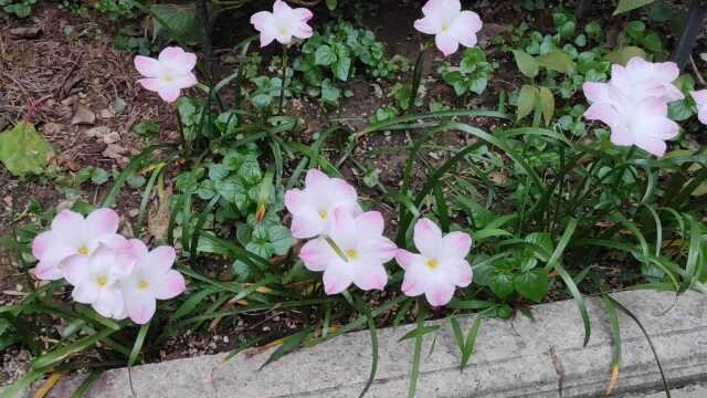 适合懒人种植没什么病虫害的植物风雨兰开花了