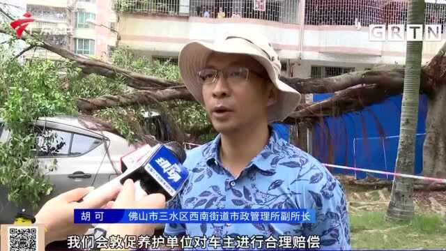 佛山:大树凌晨折断 多部小车被砸中