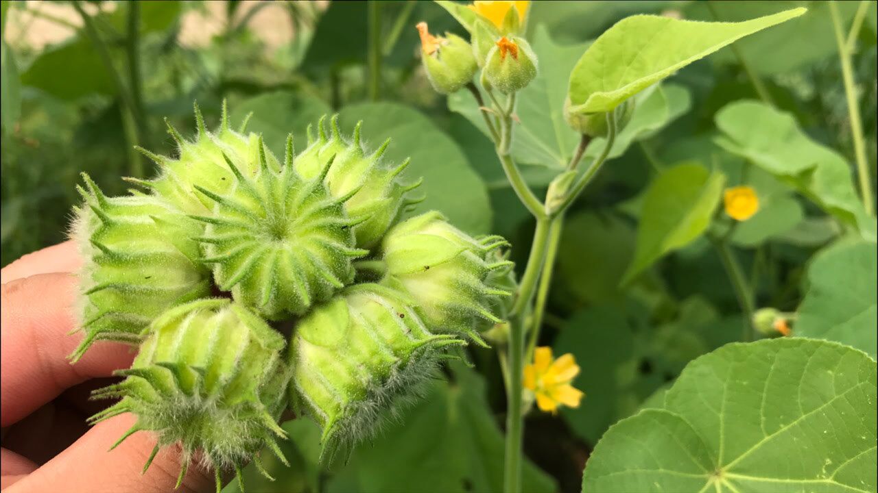 农村的苘麻别名磨盘草到底有啥好价值看完你就明白了