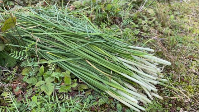 儿时的春味:野荞里;濒危等级:无危;上榜理由:儿时春天必吃的野菜和采摘时满满的收获感