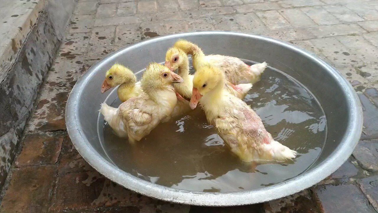 鸭子的叫声咋不是嘎嘎嘎呢