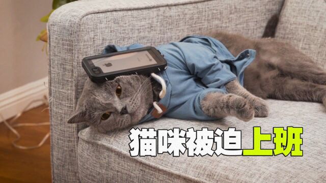 猫咪和主人互换身份,每天要出门遛狗,还要被迫上班!#鹅斯卡征稿大赛第一季#