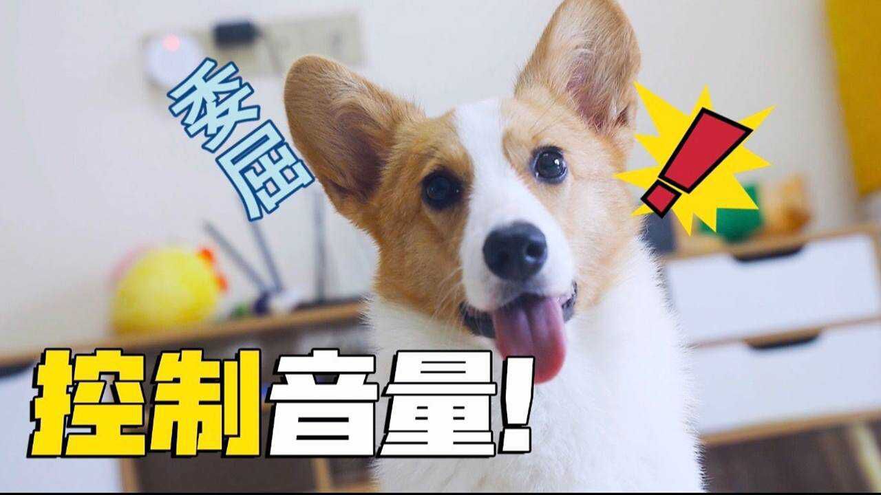 狗狗嗓门太大怕邻居投诉,主人教狗狗小声叫,狗:真麻烦! #萌宠运动会