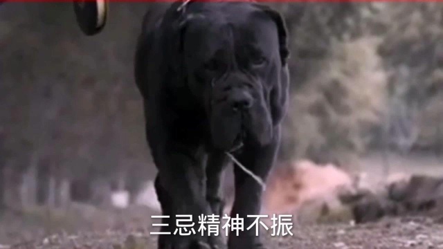 中国训狗术,训犬七忌,因犬制宜