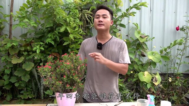 犯了2个“忌讳”,虎刺梅开花变少颜色也会越来越淡