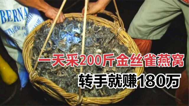 在马来西亚采金丝雀燕窝有多赚钱?一天采100公斤,能卖到180万