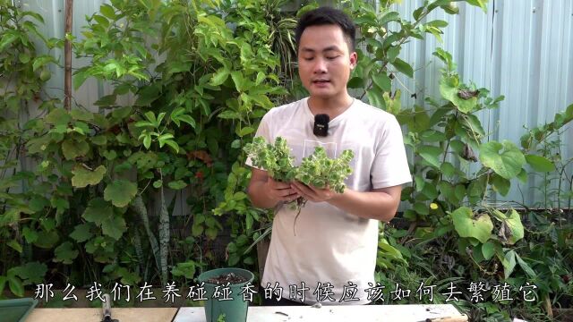 碰碰香扦插如何增加成活率?手把手教你3个步骤