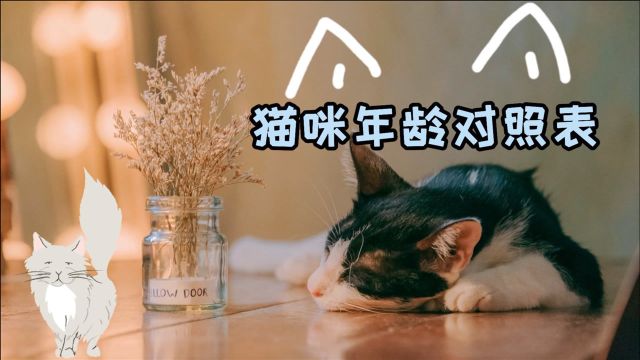 猫咪年龄对照表 猫咪的年龄相当于人多少岁,你家猫多大了?