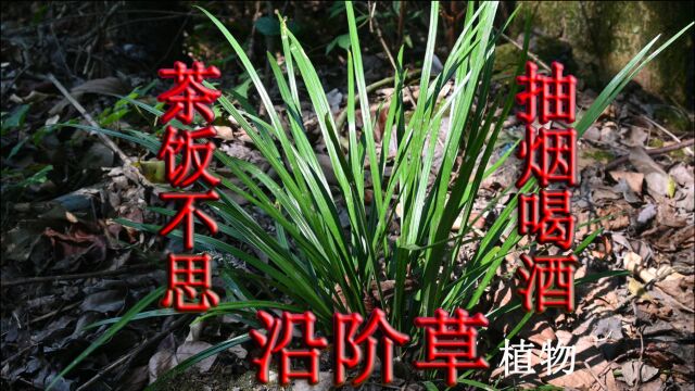 茶饭不思、抽烟喝酒人群,认识一下“沿阶草”植物,您了解它吗?