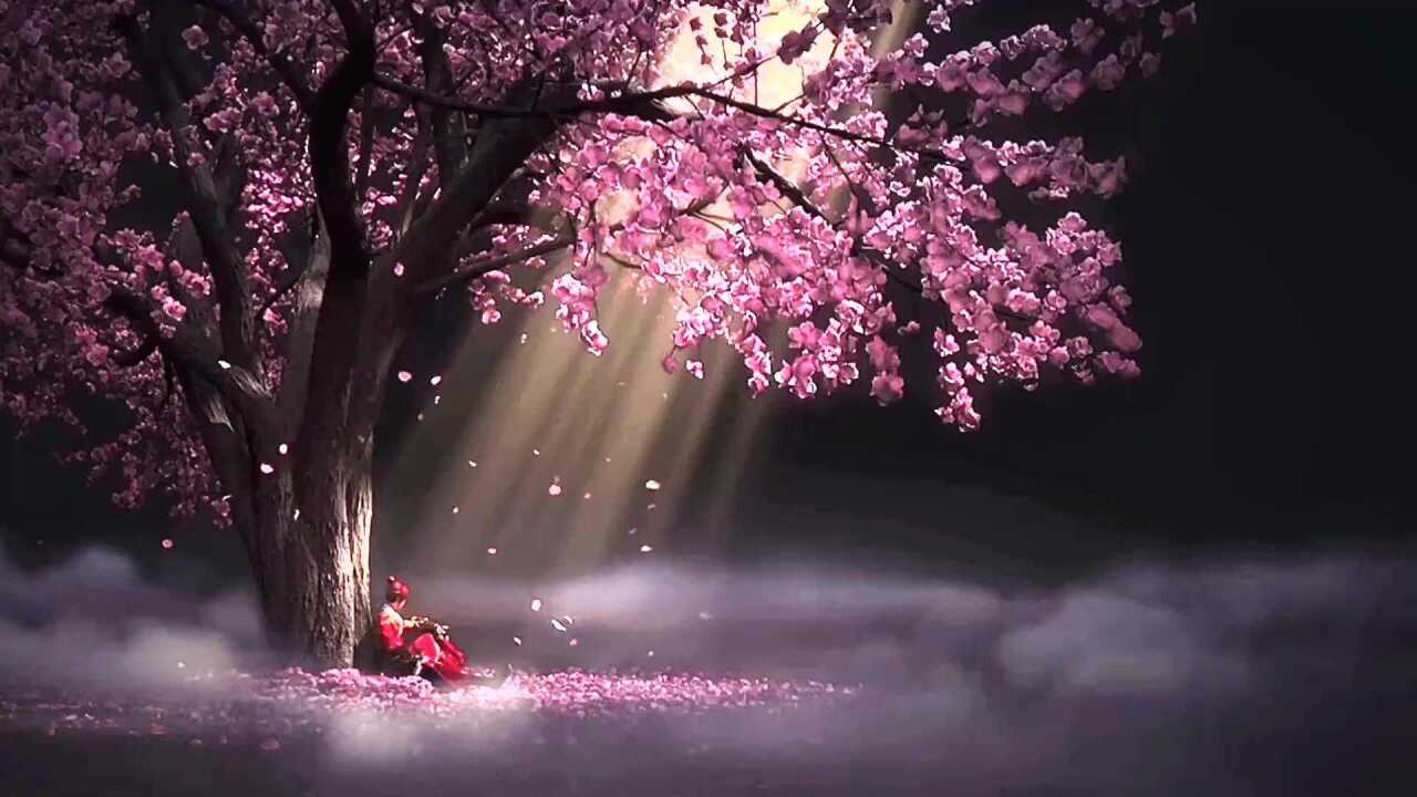 樱花树下唯美动态壁纸