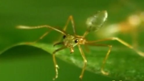 甲虫碰到一群绿蚁大军，结果活活被咬死，全过程被拍下