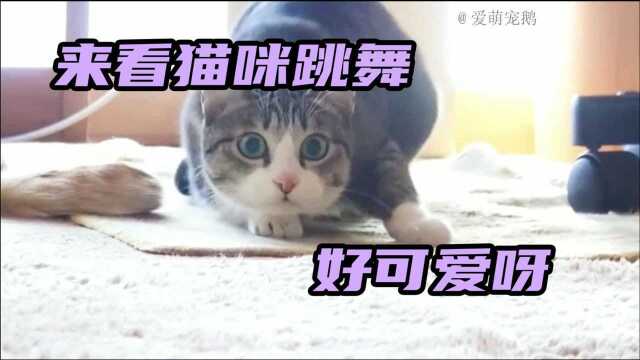 萌宠系列:来看猫咪跳舞,魔性十足的也太可爱了吧