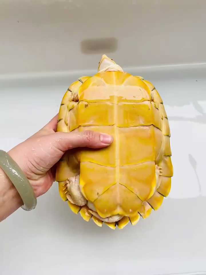 白化巴西龟