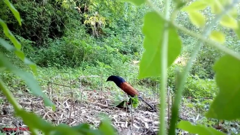 陷阱抓红毛鸡,毛鸡直接冲进来