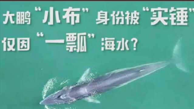 大鹏“小布” 身份被“实锤”!仅因“一瓢”海水?