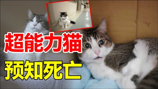 预测死亡的猫?美国一只“死神猫”,它看上的人都难善终?