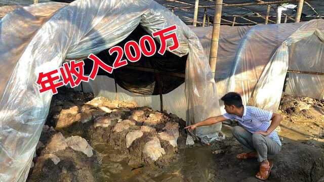 河南老板承包50亩荒地,投资50万种植见不得光的植物,年入200万