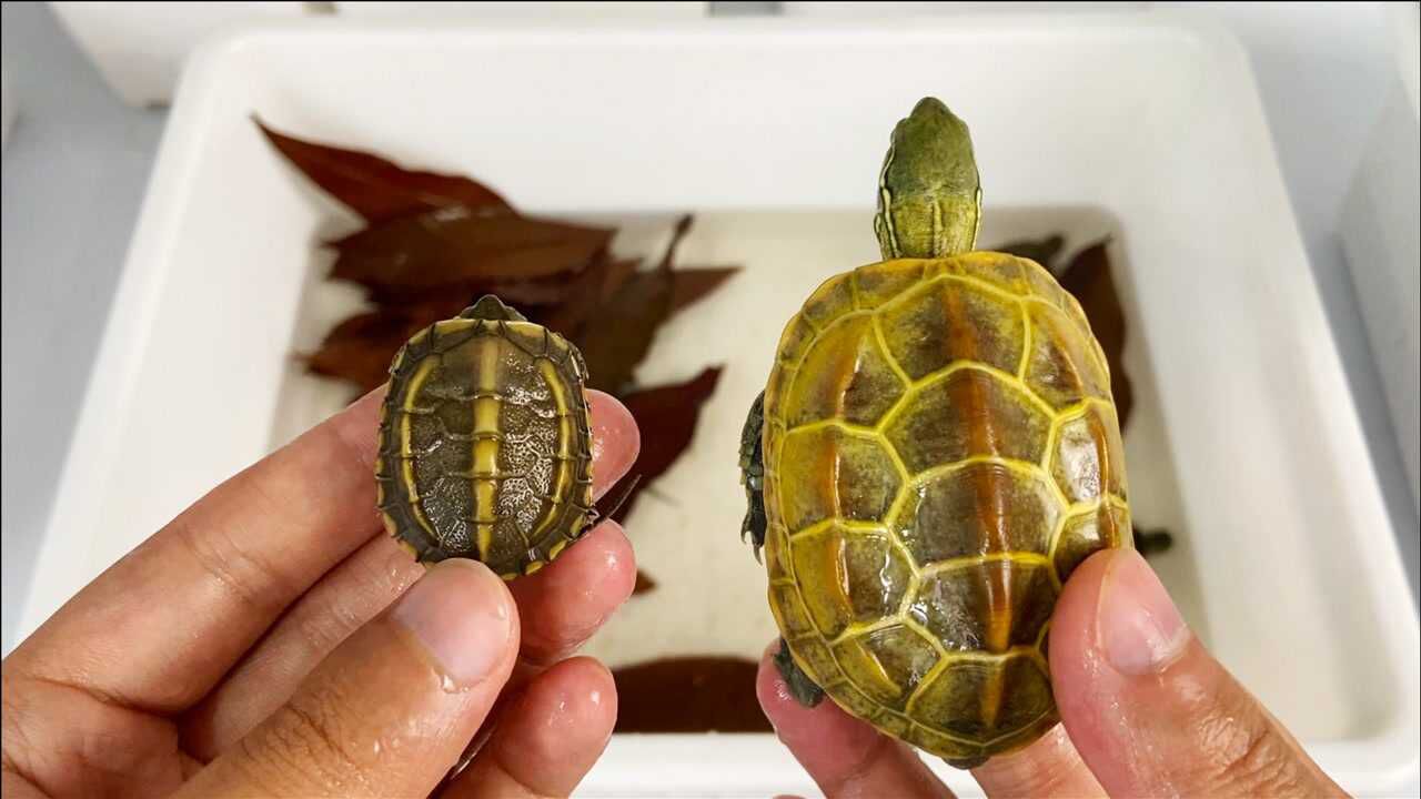 最近入了一群田黄草龟苗个个壳色偏黄金线明显你爱了吗