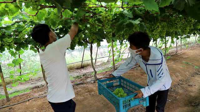 高淳桠溪:助农举措暖人心 葡萄采摘促增收